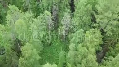 <strong>茂密森林</strong>的绿树顶部的俯视图。 库存录像。 美丽的自然和丰富的绿色混合<strong>森林</strong>